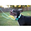 Country Brook Petz Deluxe Nylon Dog Collar and Leash - 3 of 4