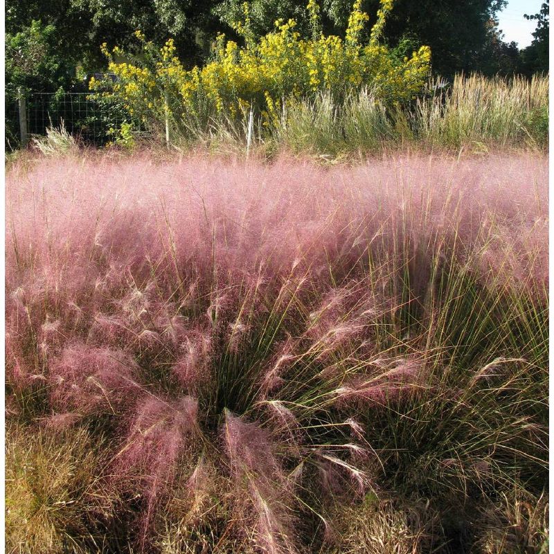 Van Zyverden Ornamental Grass Pink Muhly Dormant Potted Plant, 4 of 7