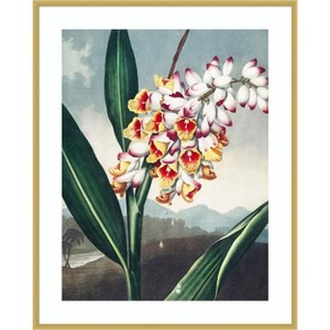 Amanti Art Temple of Flora VII by Dr. robert j. Thornton Wood Framed Wall Art Print - 1 of 4