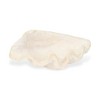 Cheung's Vail Composite Material Sea Shell Catchall Tray - Large - 3 of 4