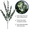 34.5"H Sullivans Towering Tall Eucalyptus, Green - 4 of 4