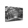 Trademark Fine Art - Mike Jones Photo 'Wormsloe Inf Light' Canvas Art - 4 of 4