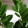 Green Circle Growers 5" ZZ Houseplant White and Green Ceramic Planter - 2 of 4