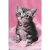 Trends International Keith Kimberlin - Kitten - Cute Unframed Wall Poster Prints - 4 of 4