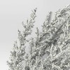 Silver Cypress Stem - Threshold™ - 3 of 3