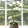 Sullivans Ribbed Planter - 3 of 4