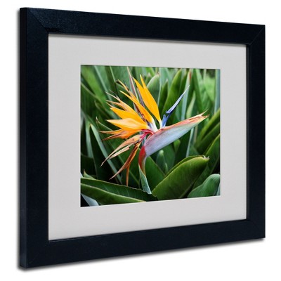 Pierre Leclerc Bird of Paradise Black Framed Canvas Print