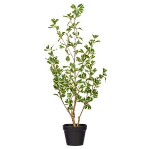 Vickerman Variegated Triangle Ficus Potted - 1 of 4