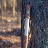 Brazos Rustic Wood Walking Stick, Twisted Sassafras, Traditional Style Handle, for Men & Women, Made in The USA - 2 of 2