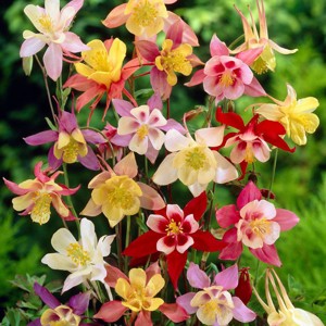 Van Zyverden 5ct Roots Aquilegia Columbine Mixed Set - 1 of 4