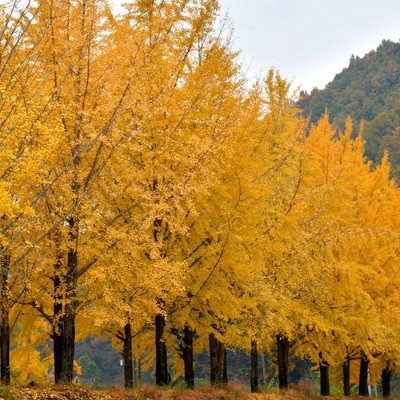 2.25gal Ginkgo Biloba Tree - National Plant Network