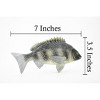 Collectible Wildlife Gifts | Fish, Tilapia, Nile Perch, Museum Quality, Hand Painted, Rubber Fish, Realistic Toy Model, Gift,  7"   CH311 BB130 - 3 of 4
