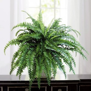 Floral Home Premium Morgan's Boston Fern - 3-Set - 1 of 3