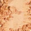 cypress beige