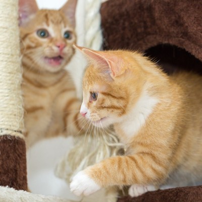 Beige 4-Tier Sisal Cat Tower with Hammocks and Toys