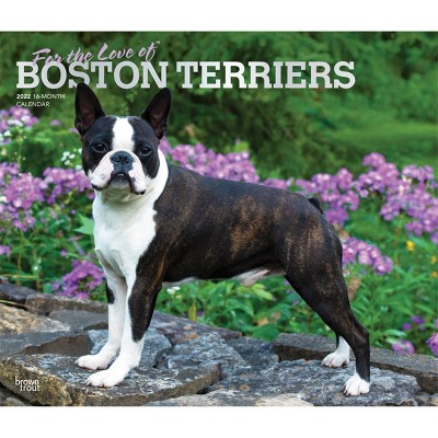 2022 Deluxe Calendar Boston Terriers - BrownTrout Publishers Inc