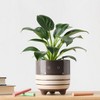 Halloween Ziggy Black Live Houseplant - Good Little Garden™ - 2 of 4