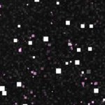 georgia bulldogs uga