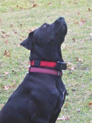 Dog shock collar clearance target