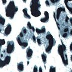 gray cheetah