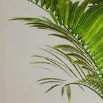 corduroy | beige united kingdom