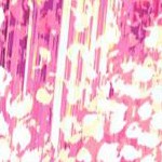 raspberry ombre petals