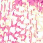 raspberry ombre petals
