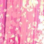 raspberry ombre petals