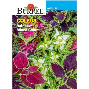 Burpee Coleus Rainbow Flower Seeds - 1 of 2