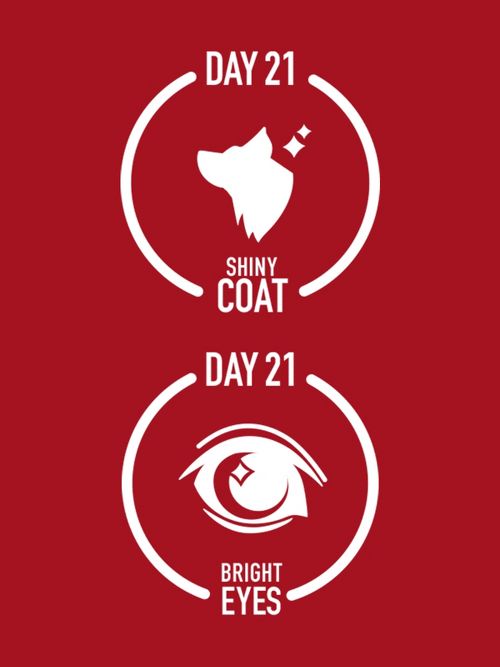 DAY 21
SHINY COAT
DAY 21 
BRIGHT EYES 