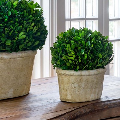 Park Hill Collection Potted Oval Preserved Boxwood Small