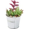 Juvale 4 Pack Artificial Succulents Plants, Faux Fake Cactus with Iron Bucket for Garden & Patio Decor, 6.5 in - 4 of 4