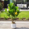 2 Pack 19.7" Artificial Lemon Trees, Faux Potted Plants for Home, Kitchen, Living Room, Office Decor - 4 of 4