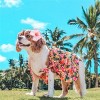 Parisian Pet 'Hawaiian Dress' Dog & Cat Shirt – Island-Themed Vacation Pet Apparel – Orange - 3 of 4