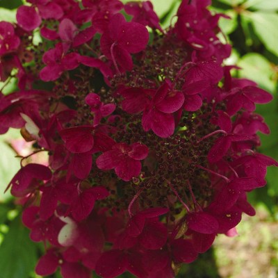 3ct Hydrangea Fire and Ice 4" Potted Rocketliners Plants - Van Zyverden