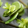 Sullivans Artificial Sedum Succulent Stem 13" Green - 2 of 3