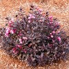 Weigela Stunner 4" Potted Rocketliners - Van Zyverden - 3 of 4