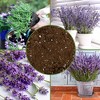 Soil Sunrise Lavender Potting Soil Mix, Container Gardening Blend for Herb Plants - 3 of 4