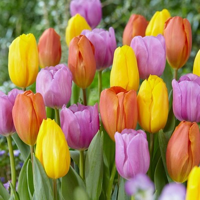 Set of 15 Pastel Parade Blend Tulip Bulbs - Van Zyverden