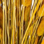 aspen gold