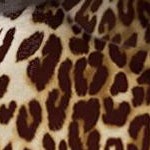 brown classic animal