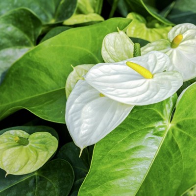 Anthurium White Heart - National Plant Network