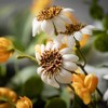 Sullivans Artificial 18" Daisy Marigold Blooms Pick - 2 of 2