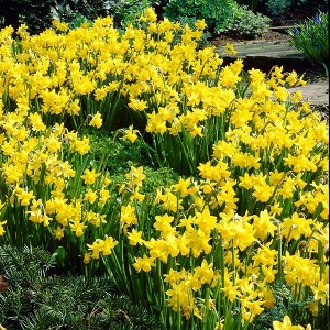 Van Zyverden 750ct Narcissus Yellow Bulbs - 1 of 4
