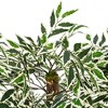 Vickerman Artificial Variegated Smilax Series - 2 of 4
