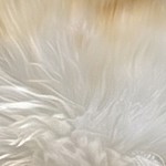 white yellow