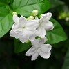 National Plant Network Live Indoor/Outdoor Arabian Jasmine Sambac Plant - 1ct 1gal - 3 of 4