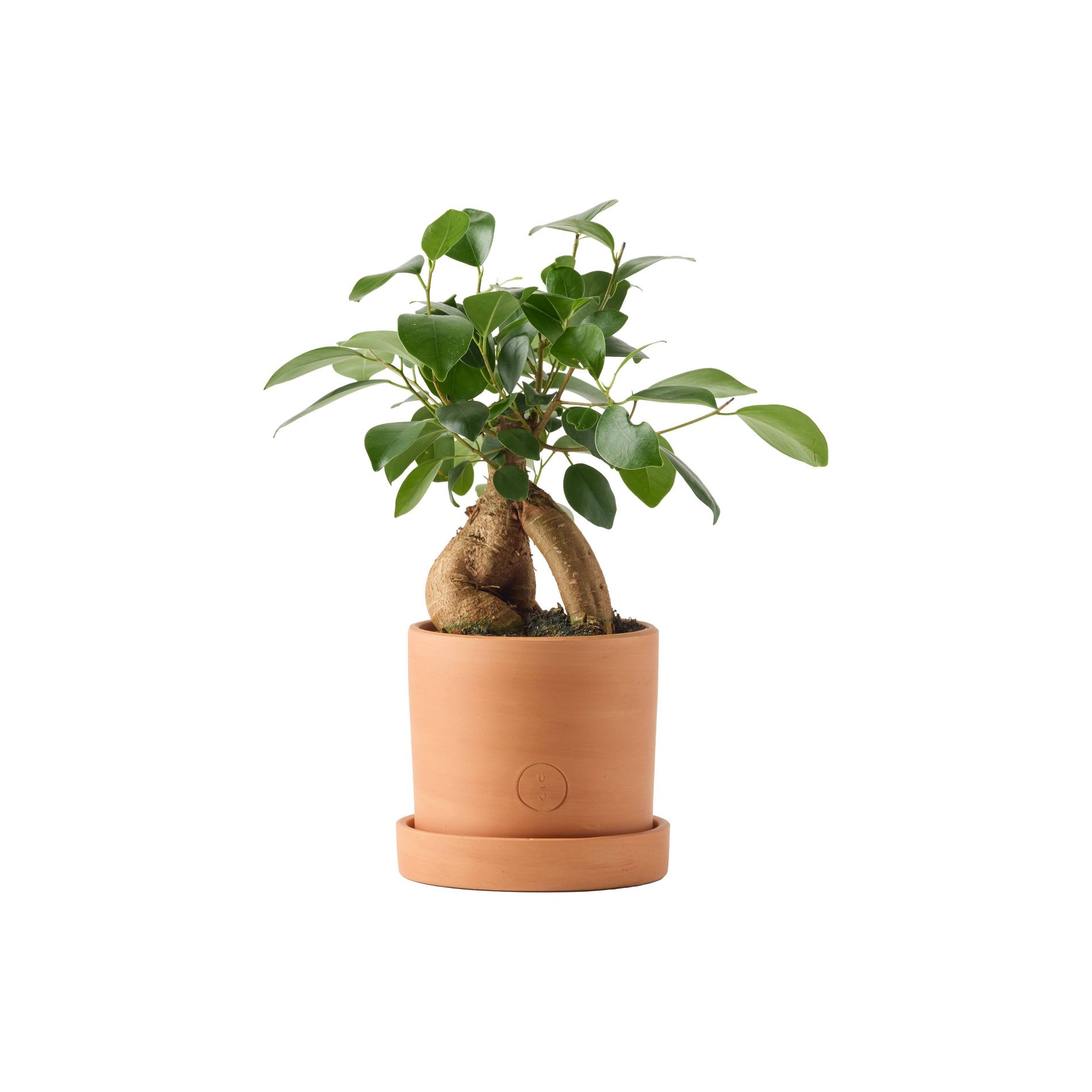 LiveTrends 4" Ficus Ginseng in Petite Contemporary
