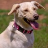 Country Brook Petz Deluxe Dog Collar - Summer Breeze Collection - Made in The U.S.A. - 2 of 4