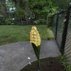 Northlight Mallow Solar Lighted Flower Outdoor Decoration - 42" - Yellow and Orange - 2 of 3